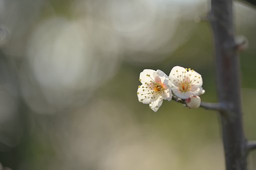 Tamron 90mm F2.8  Macro  F017