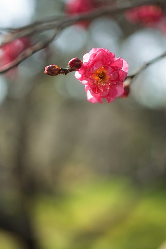 マイクロニッコール　AUTO　55mmF3.5