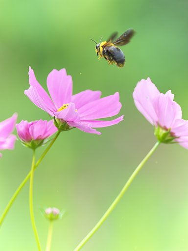 Bumblebee
