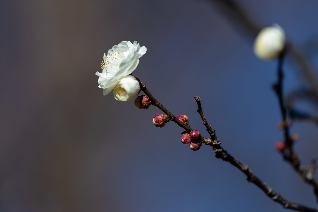 EF180mm f/3.5L Macro USM