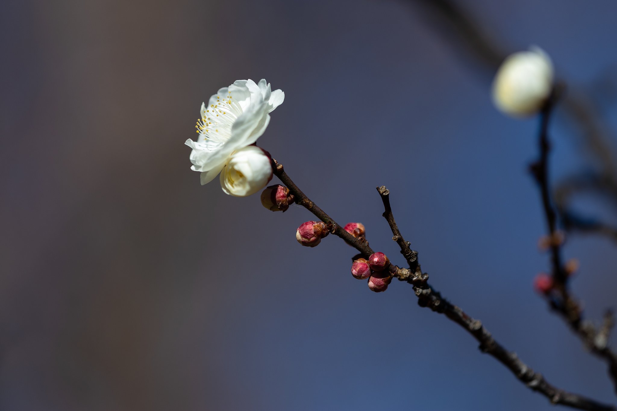 EF180mm f/3.5L Macro USM