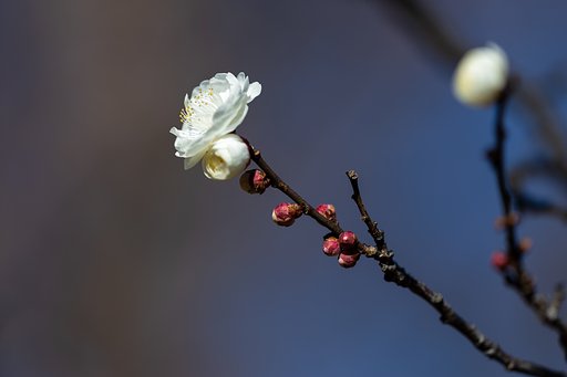 EF180mm f/3.5L Macro USM