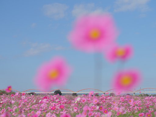 吹上花火