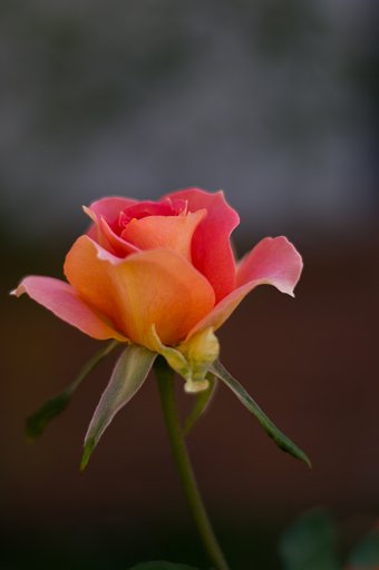PENTAX-DA 50mmF1.8