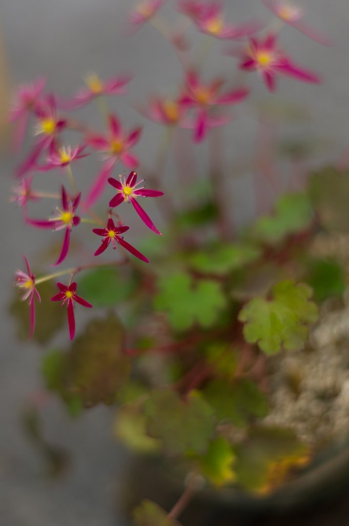 PENTAX-DA 50mmF1.8