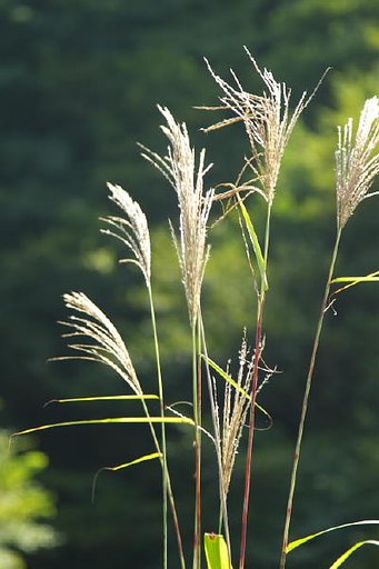 すすき