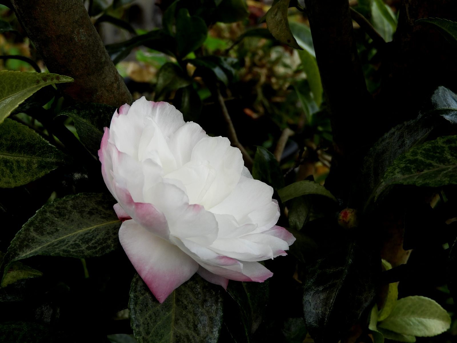 山茶花