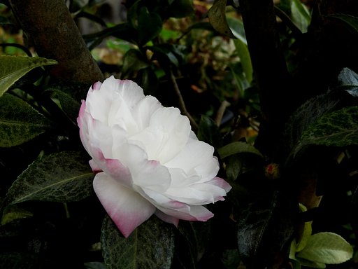 山茶花