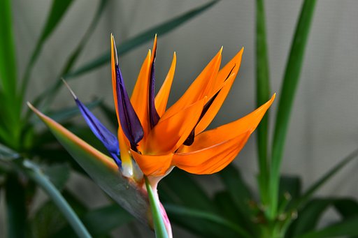 今が花期？