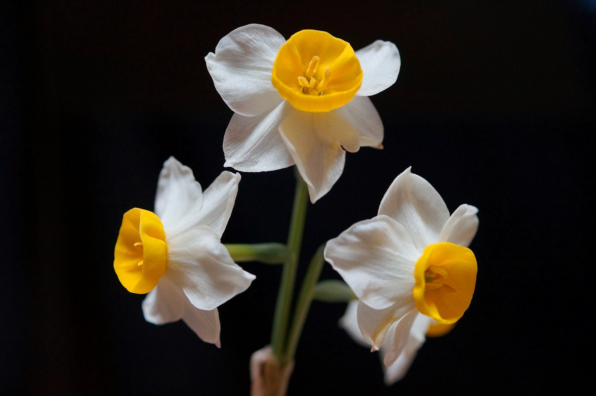 冬の華