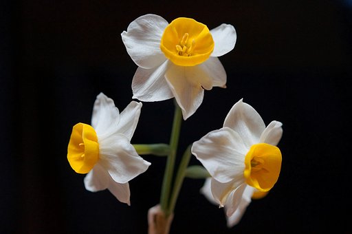 冬の華