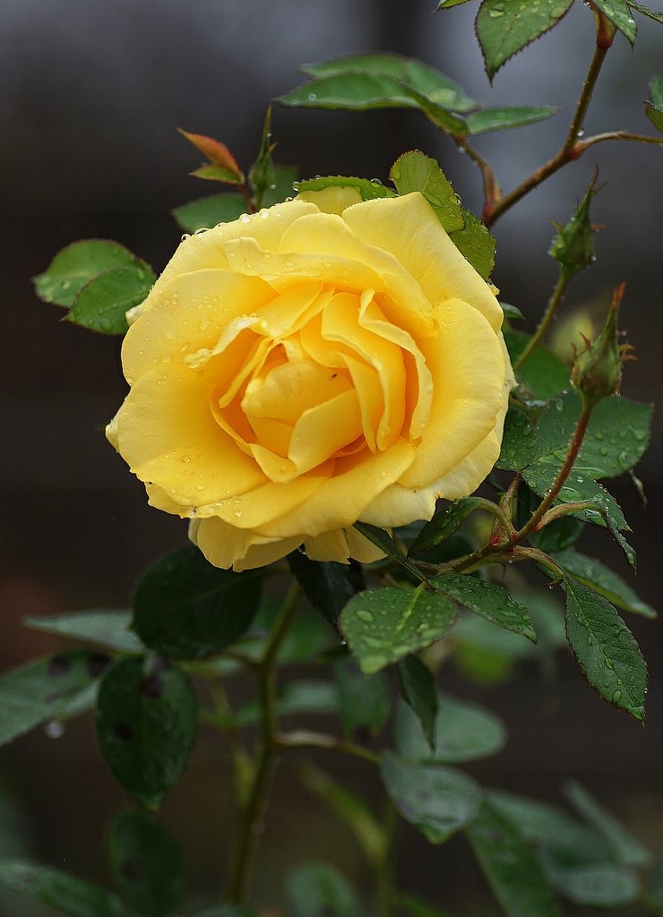秋の薔薇
