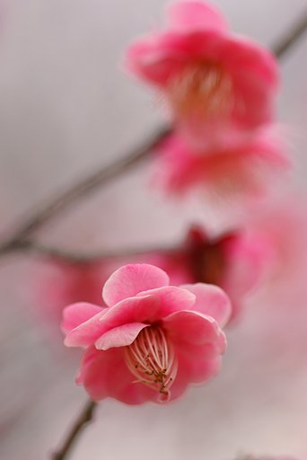 紅梅