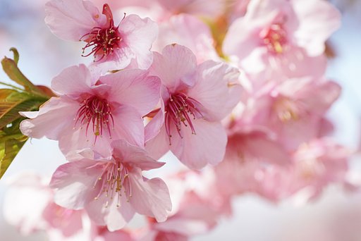 河津桜