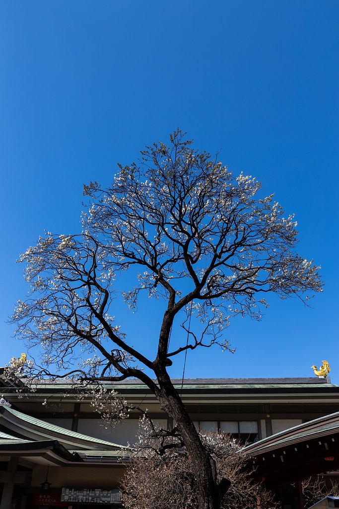EF24-70mm f/4L IS USM