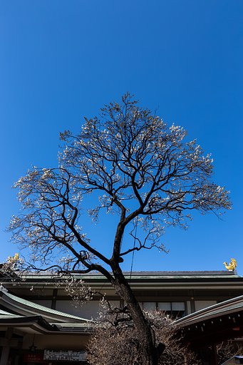 EF24-70mm f/4L IS USM