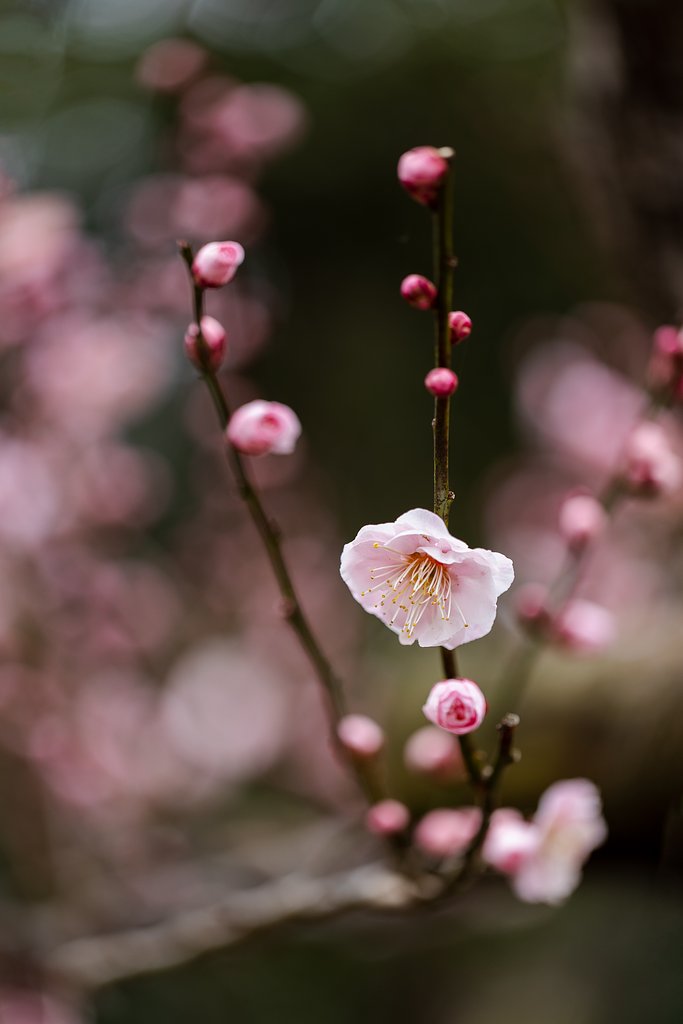 EF100mm f/2.8L Macro IS USM