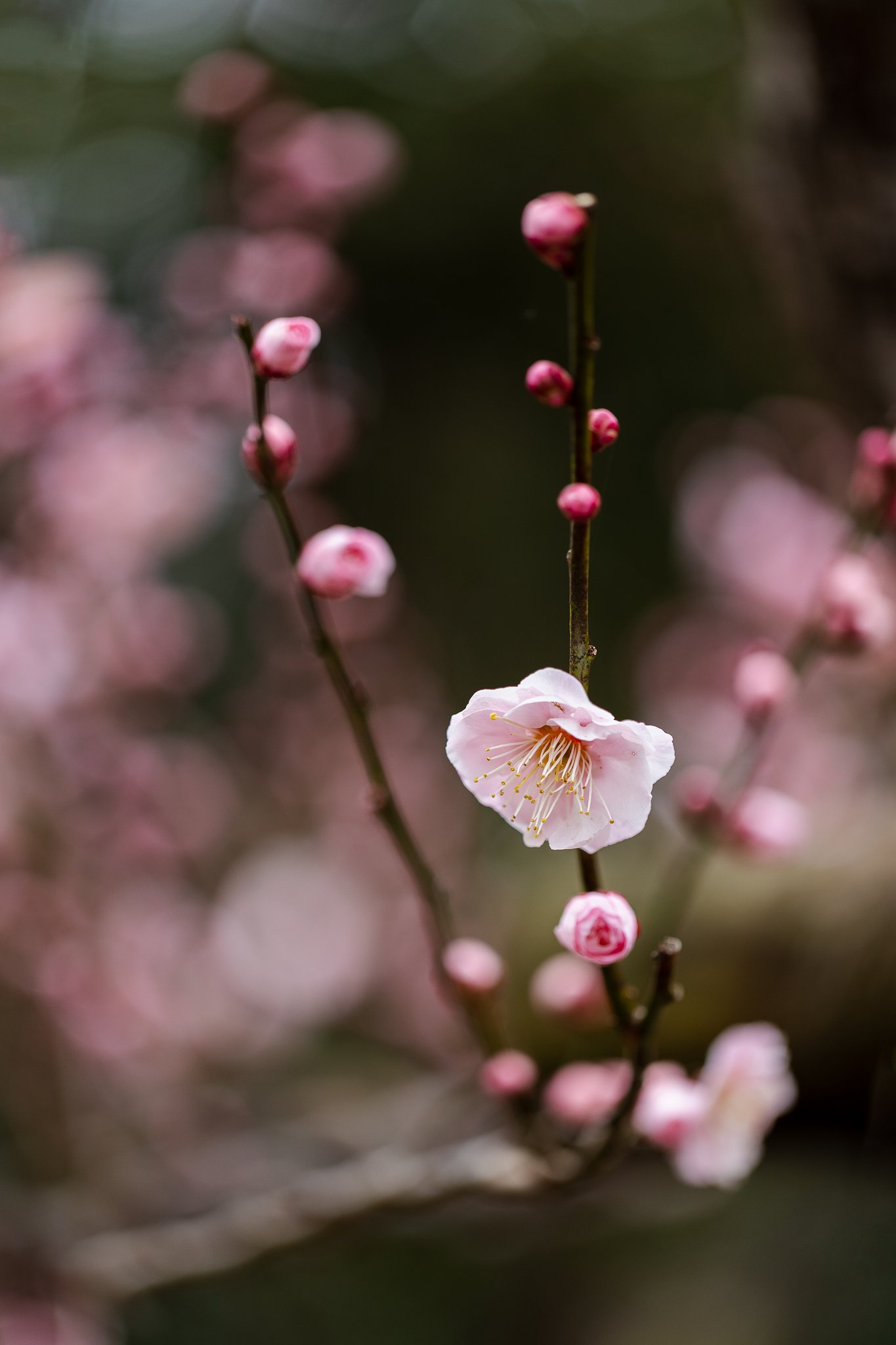EF100mm f/2.8L Macro IS USM