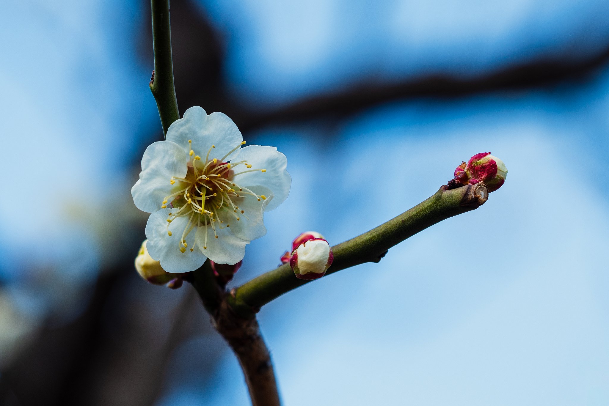 OLYMPUS M.60mm F2.8 Macro