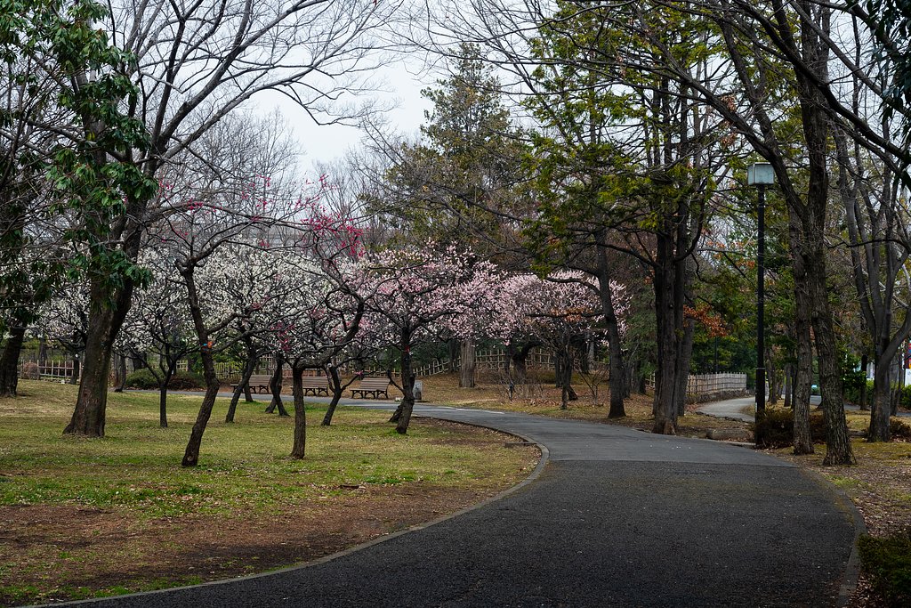 OLYMPUS M.12-40mm F2.8
