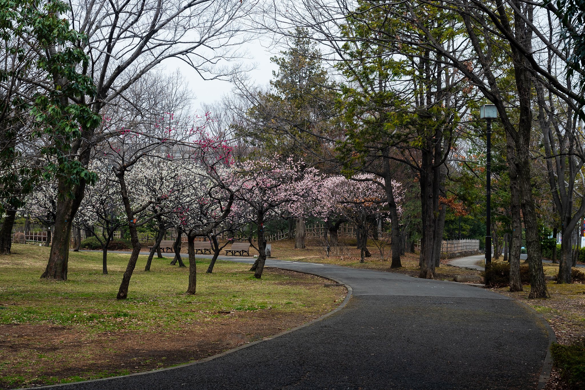 OLYMPUS M.12-40mm F2.8