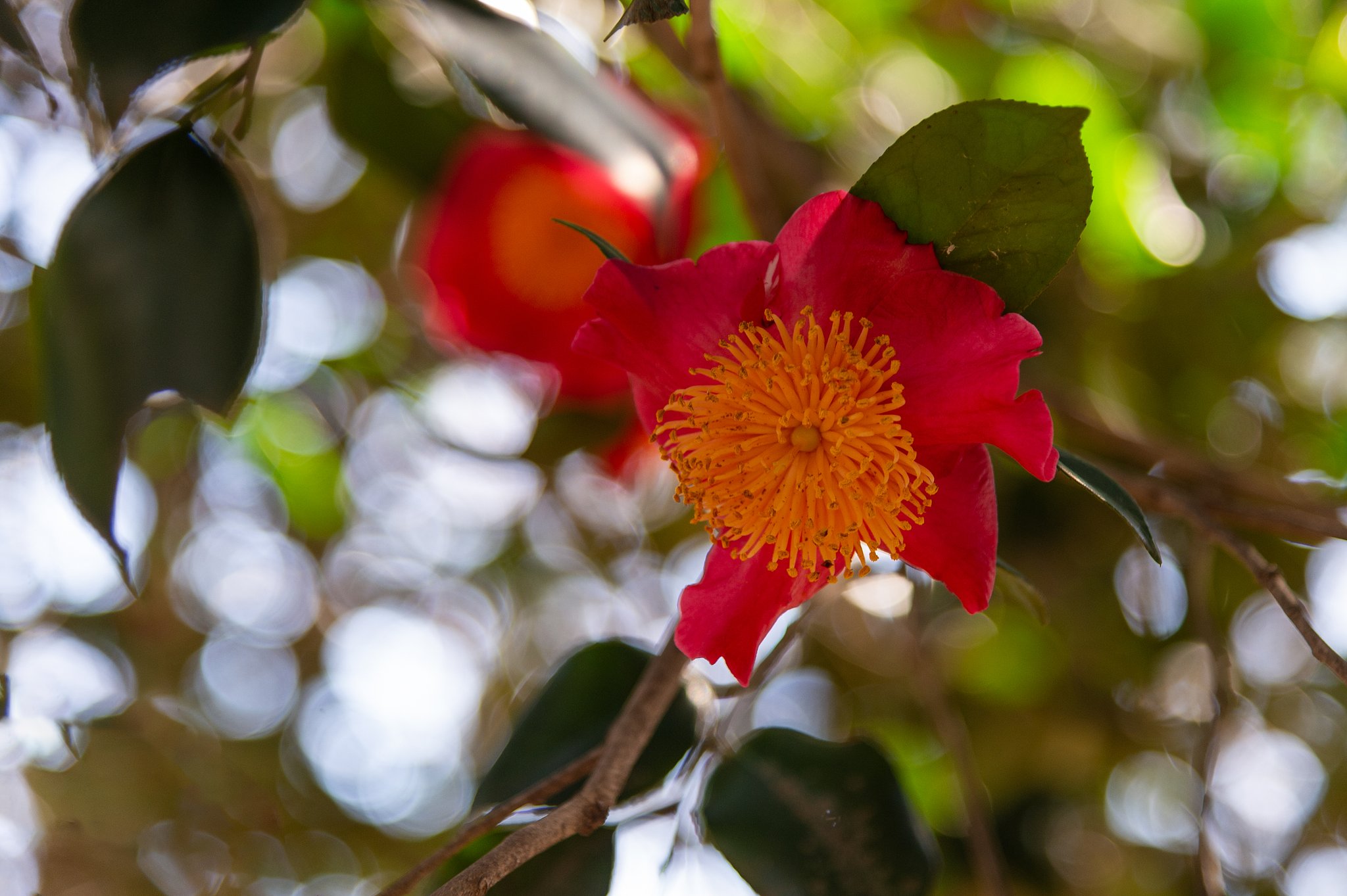AF-S NIKKOR 24-120mm F4G ED VR
