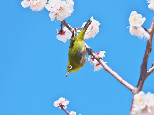 梅次郎3