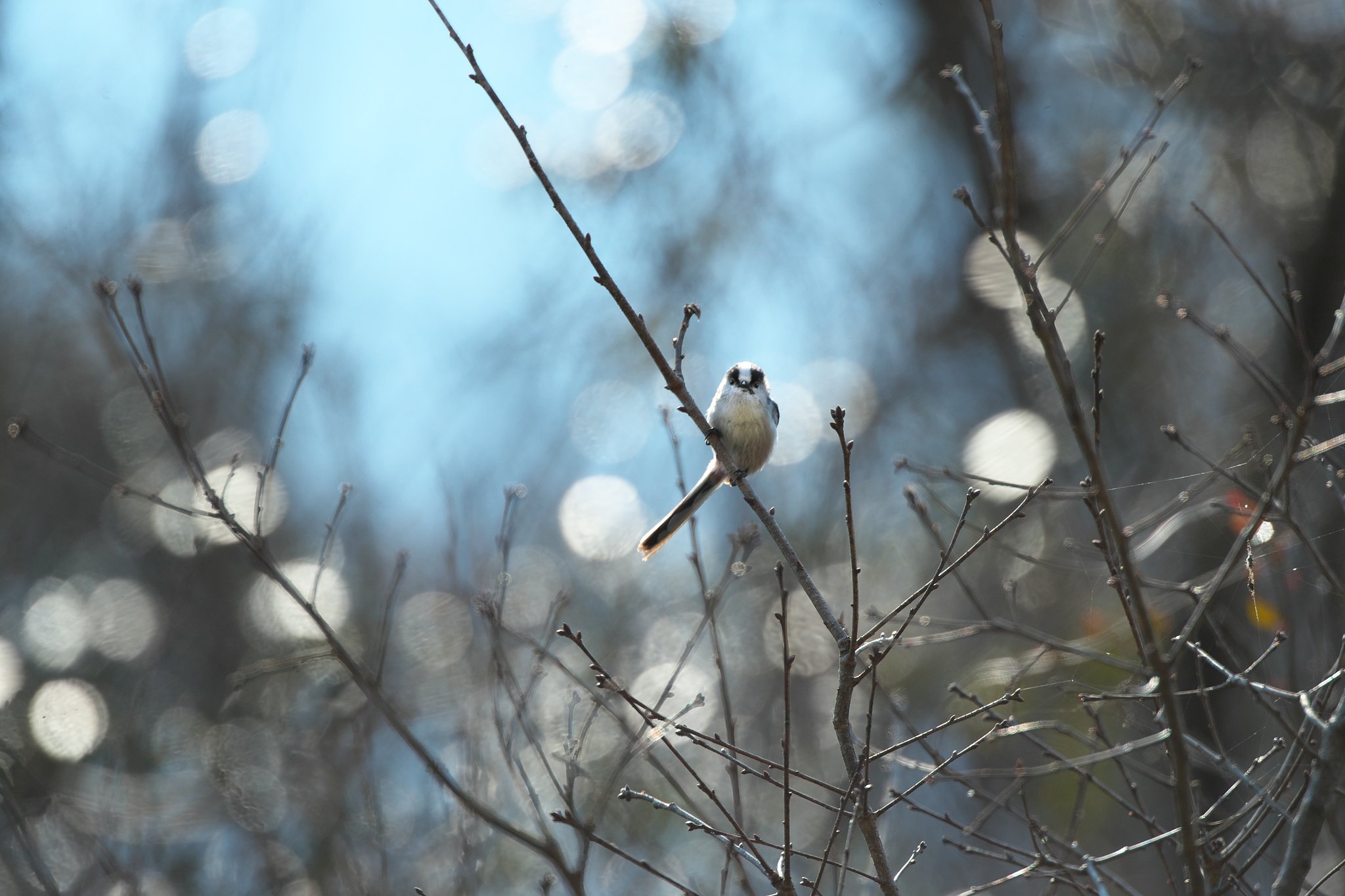 EF500mm F4L IS＋EF1.4xⅢ