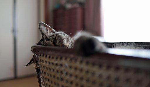 おはよう