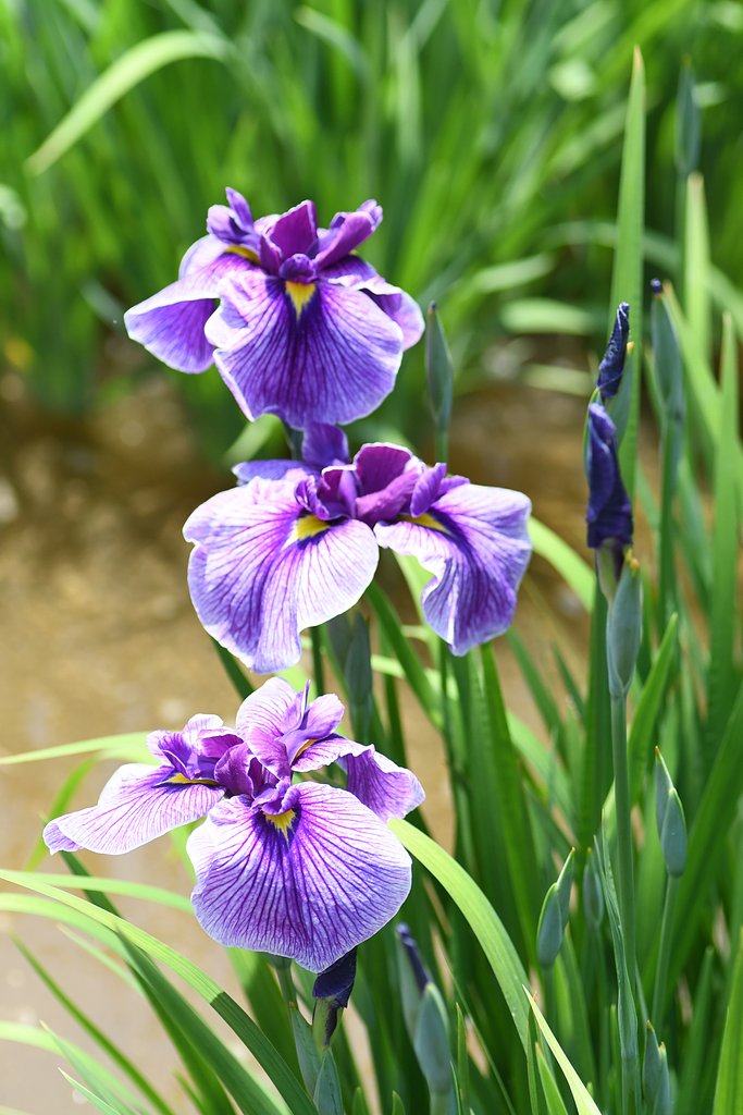 菖蒲