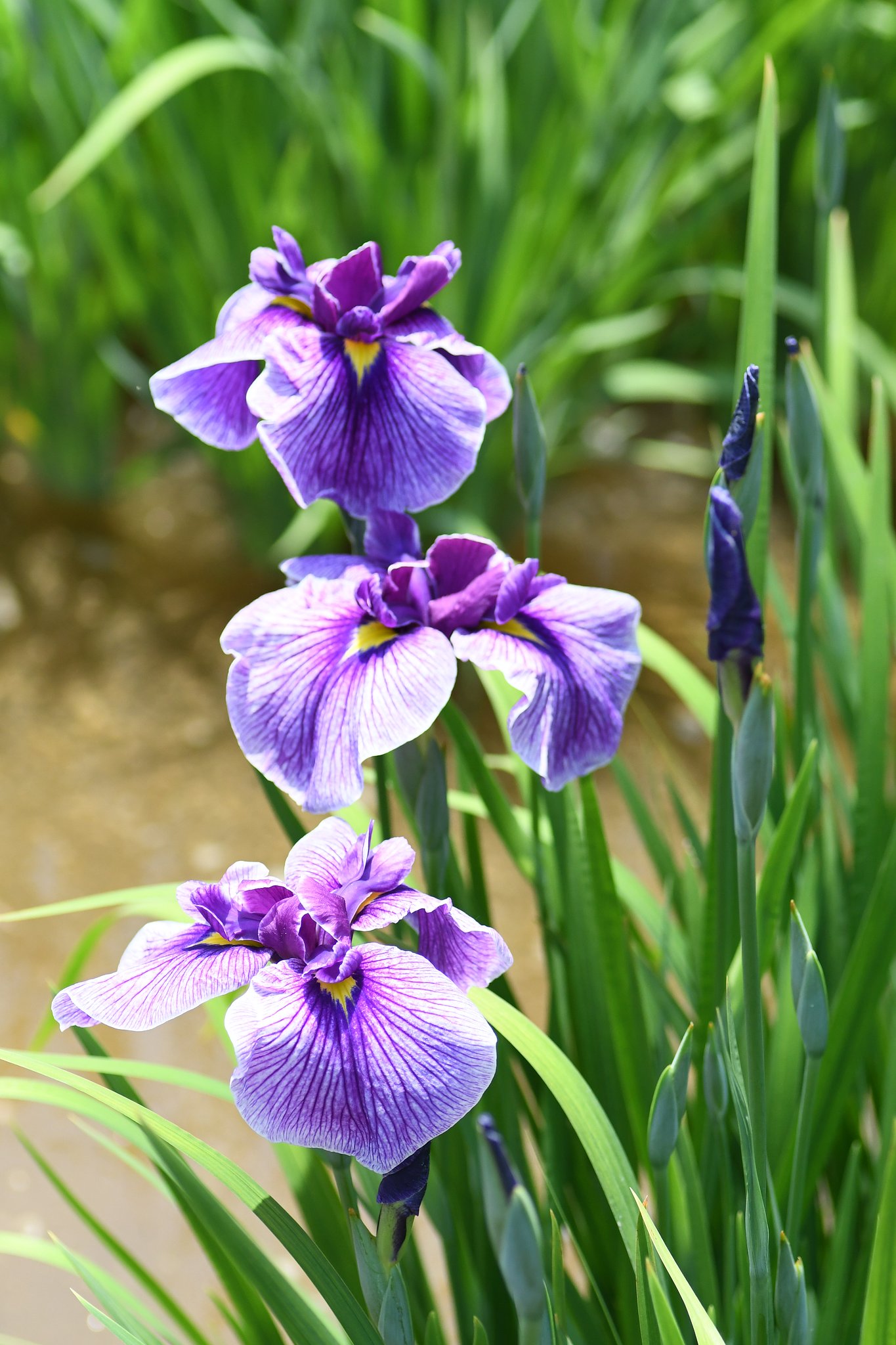 菖蒲