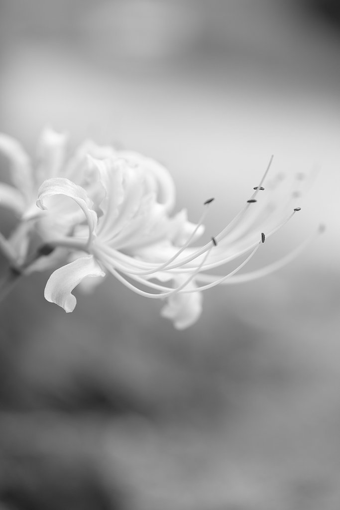 彼岸花