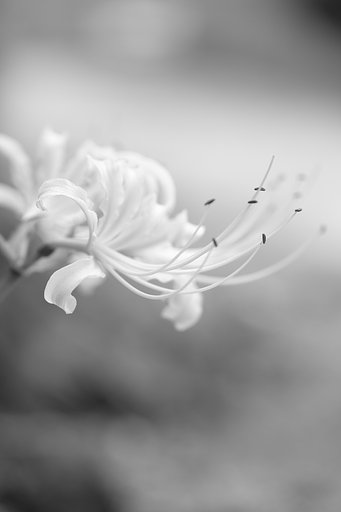 彼岸花
