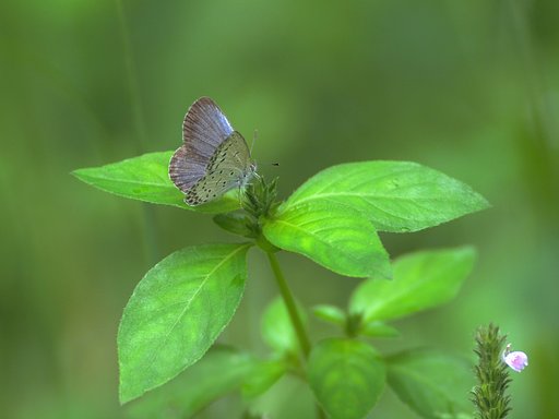 緑の中に佇む(私もいっしょ)