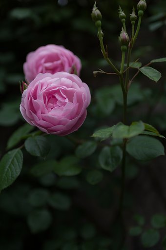 SIGMA 30mm F1.4 DC HSM
