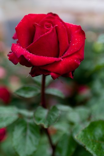SIGMA 30mm F1.4 DC HSM