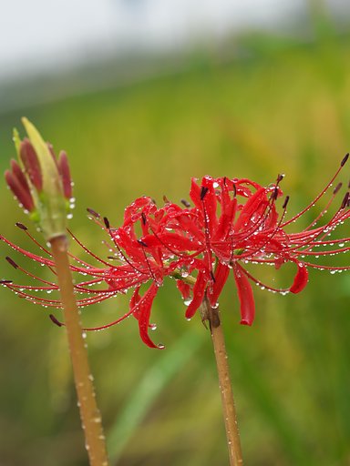 雨に咲く2