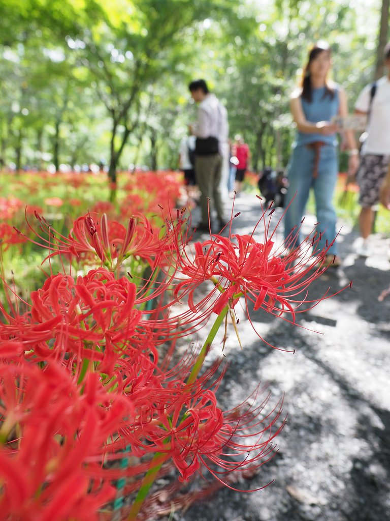 ◎Pana-LEICA DG SUMMILUX 12mm/F1.4 ASPH.