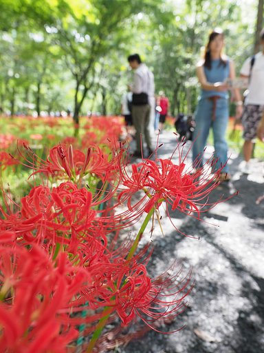 ◎Pana-LEICA DG SUMMILUX 12mm/F1.4 ASPH.
