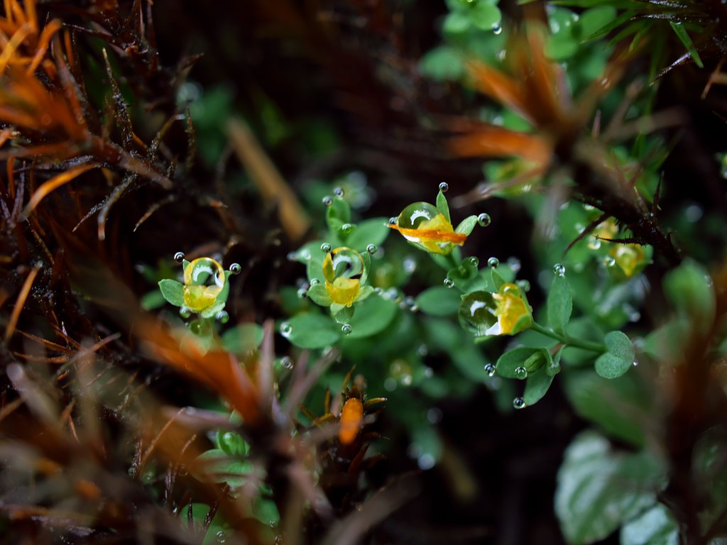 ED 30mm F3.5 Macro