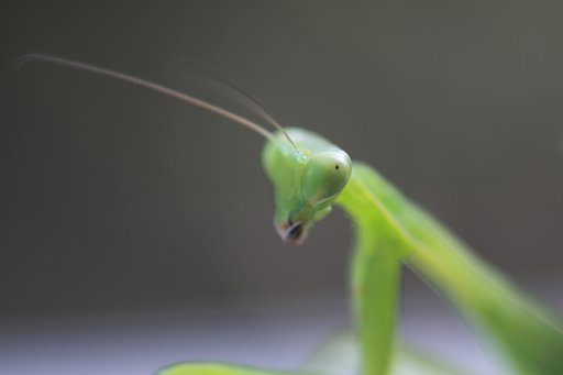 Tamron 90mm f2.8 macro 172E