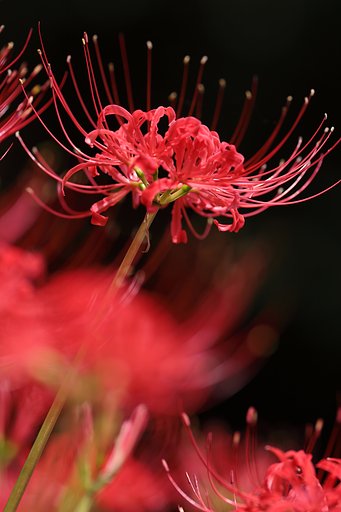 彼岸花（背景黒く締めて）