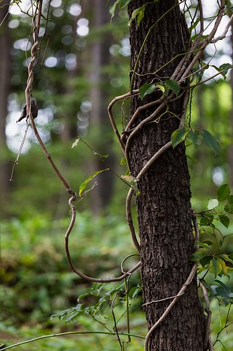 EF70-200mm F4 L IS