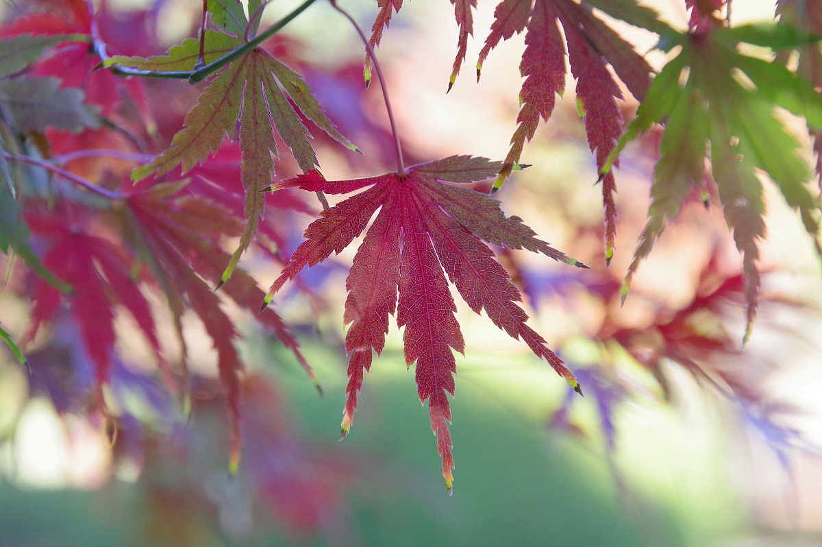 ほのかな紅葉