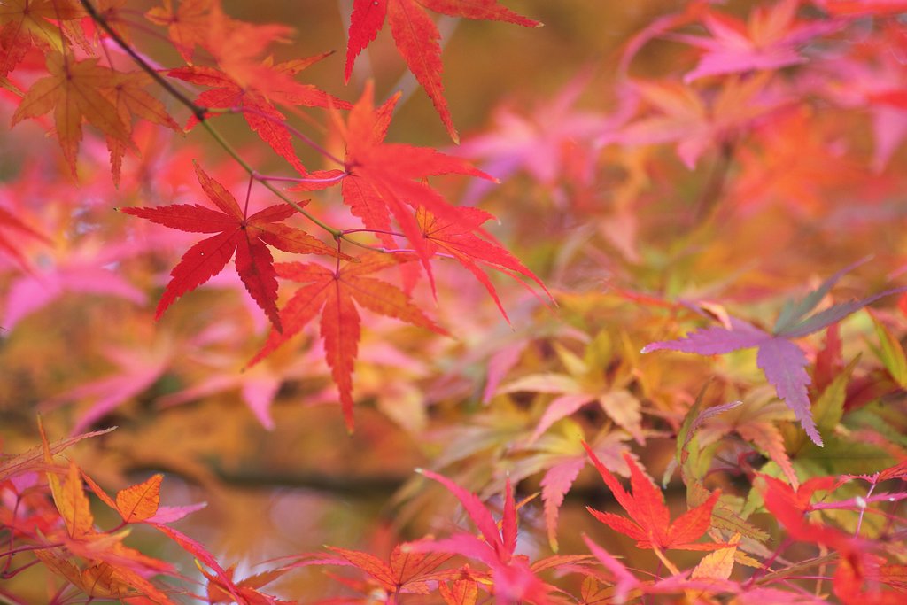 紅葉