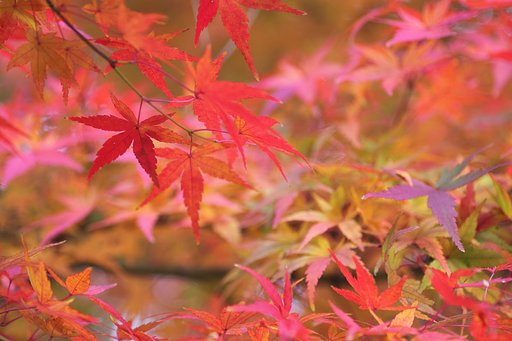 紅葉