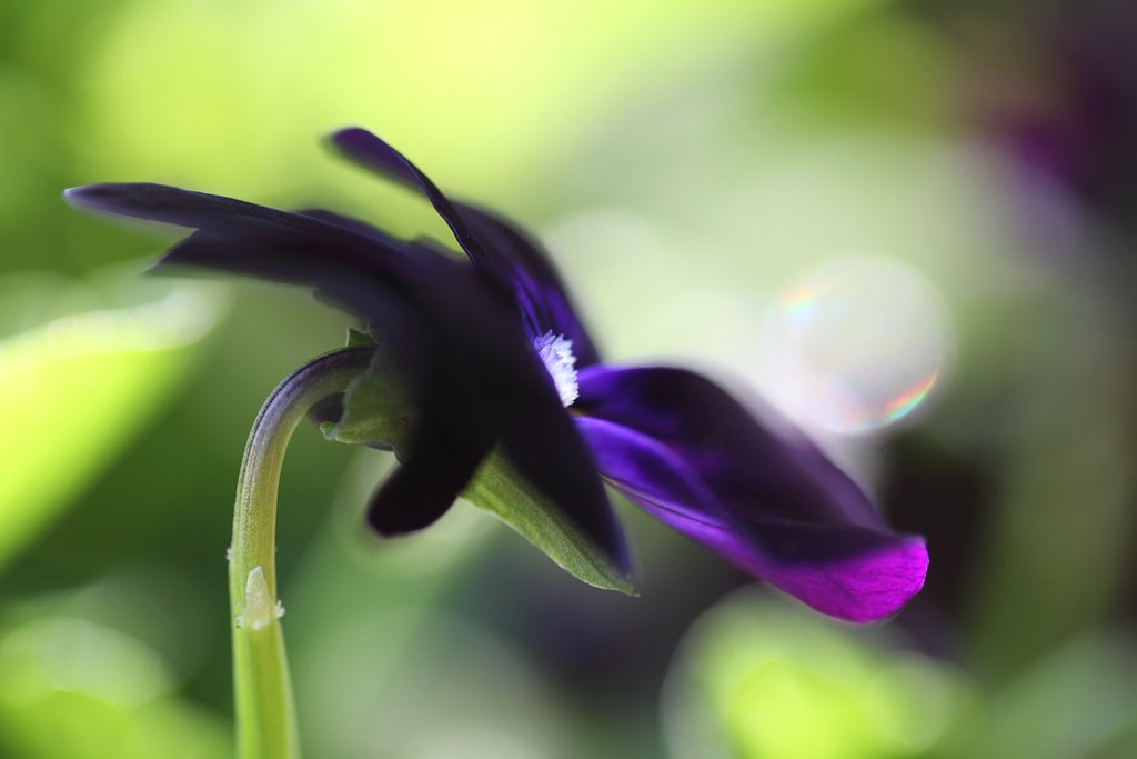 Tamron 90mm f2.8 macro 172E