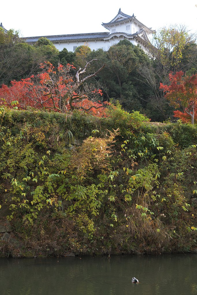 Milvus50mmF1.4 
