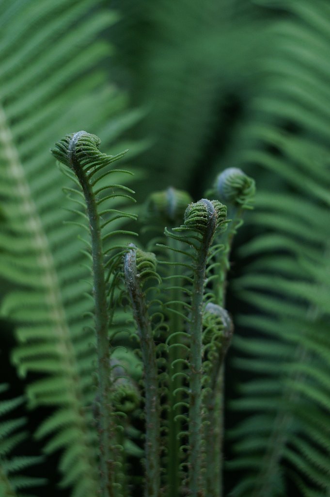 pancolar 1.8/50