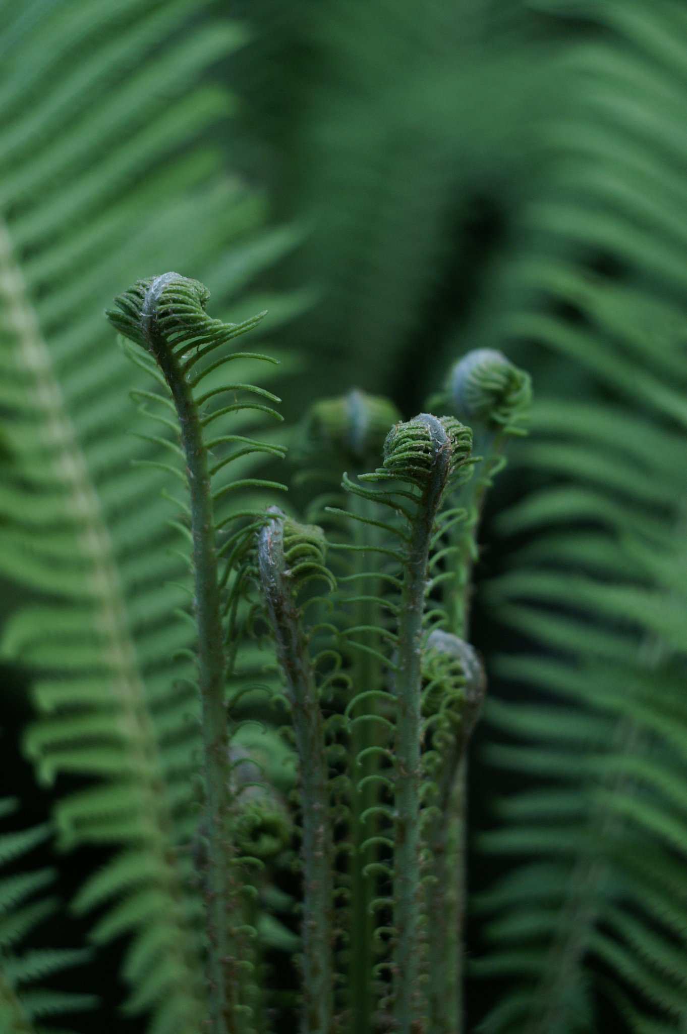 pancolar 1.8/50